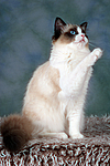 katzenfotos ragdoll