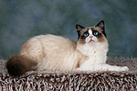katzenfotos ragdoll