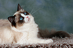 katzenfotos ragdoll