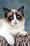 katzenfotos ragdoll