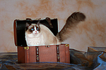 katzenfotos ragdoll