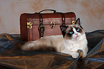 katzenfotos ragdoll