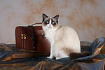 katzenfotos ragdoll