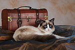 katzenfotos ragdoll