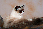 katzenfotos ragdoll