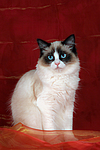 katzenfotos ragdoll