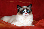 katzenfotos ragdoll
