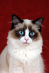 katzenfotos ragdoll