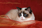 katzenfotos ragdoll