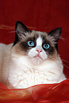 katzenfotos ragdoll
