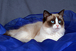 katzenfotos ragdoll