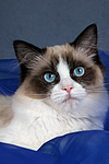 katzenfotos ragdoll