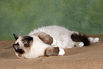 katzenfotos ragdoll