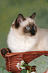 katzenfotos ragdoll
