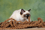 katzenfotos ragdoll