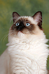 katzenfotos ragdoll