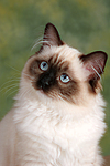 katzenfotos ragdoll