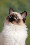 katzenfotos ragdoll
