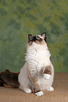 katzenfotos ragdoll