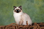 katzenfotos ragdoll