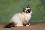 katzenfotos ragdoll