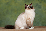 katzenfotos ragdoll