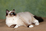 katzenfotos ragdoll