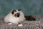 katzenfotos ragdoll