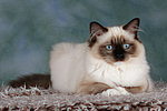 katzenfotos ragdoll