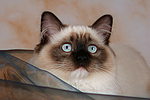 katzenfotos ragdoll