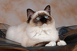 katzenfotos ragdoll