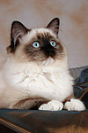 katzenfotos ragdoll
