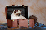 katzenfotos ragdoll