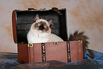 katzenfotos ragdoll