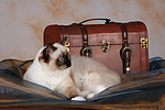 katzenfotos ragdoll
