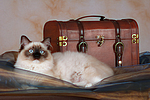 katzenfotos ragdoll