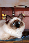 katzenfotos ragdoll