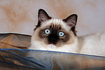 katzenfotos ragdoll