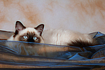 katzenfotos ragdoll