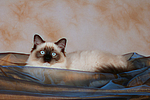 katzenfotos ragdoll