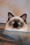 katzenfotos ragdoll
