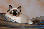 katzenfotos ragdoll