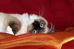 katzenfotos ragdoll