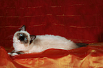 katzenfotos ragdoll