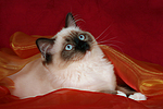 katzenfotos ragdoll
