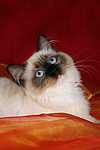 katzenfotos ragdoll