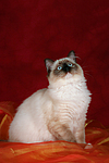 katzenfotos ragdoll