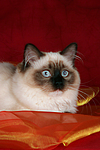katzenfotos ragdoll