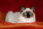 katzenfotos ragdoll