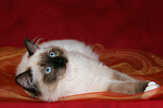 katzenfotos ragdoll